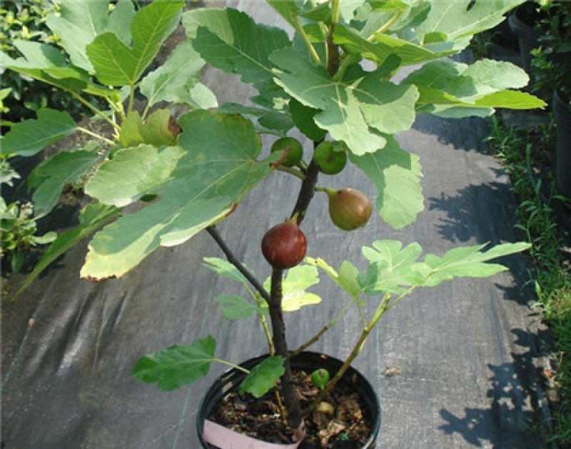 无花果种子四季易种活蔬菜水果种子室外阳台农家地栽植物果树