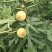 无花果种子四季易种活蔬菜水果种子室外阳台农家地栽植物果树