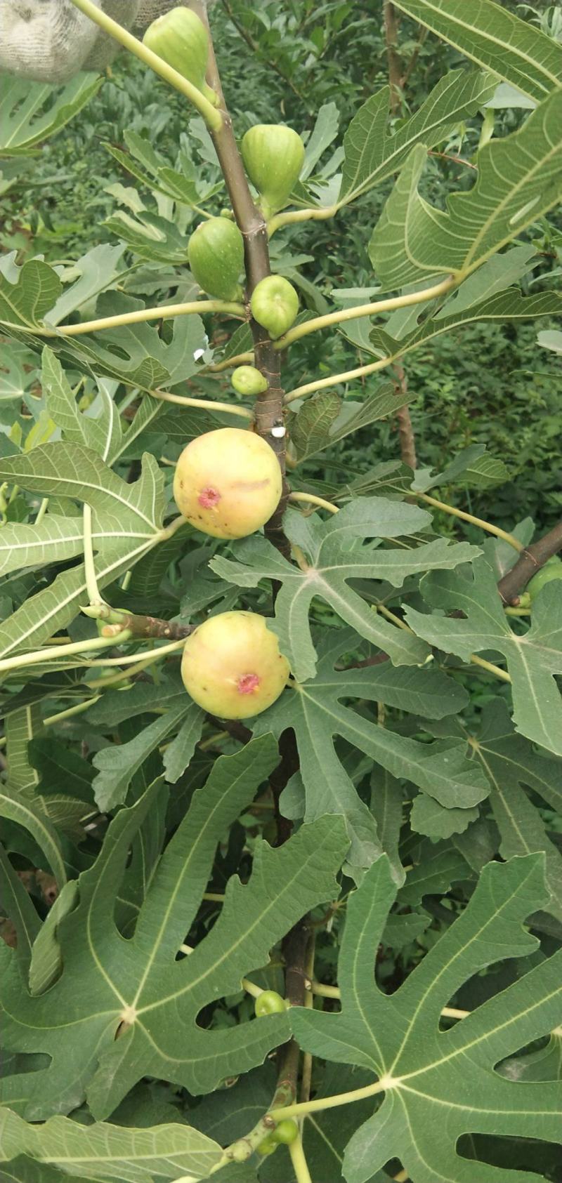 无花果种子四季易种活蔬菜水果种子室外阳台农家地栽植物果树