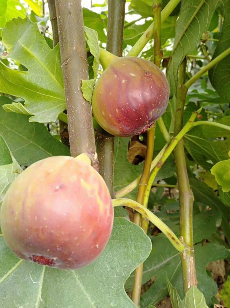 无花果种子四季易种活蔬菜水果种子室外阳台农家地栽植物果树
