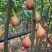 无花果种子四季易种活蔬菜水果种子室外阳台农家地栽植物果树