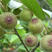 无花果种子四季易种活蔬菜水果种子室外阳台农家地栽植物果树
