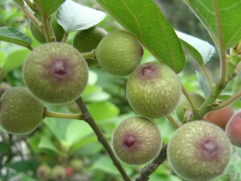 无花果种子四季易种活蔬菜水果种子室外阳台农家地栽植物果树