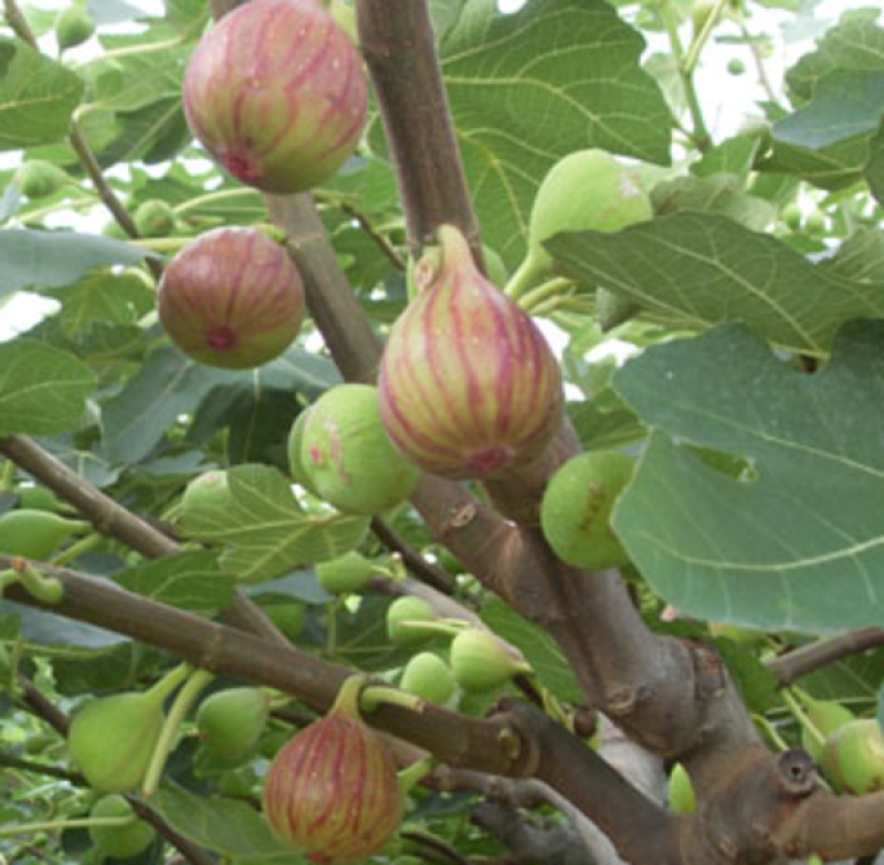 无花果种子四季易种活蔬菜水果种子室外阳台农家地栽植物果树
