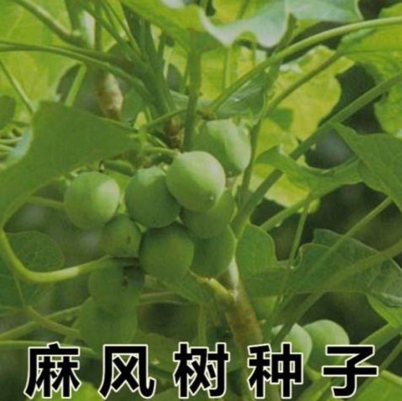 麻疯树种子苗木种子麻风树种子桐油树种子能源树柴油树
