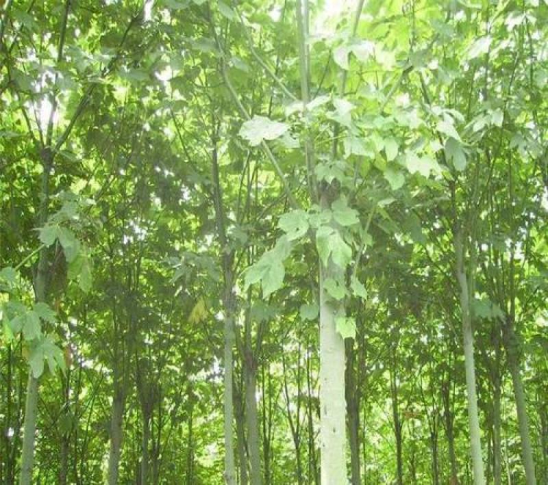 麻疯树种子苗木种子麻风树种子桐油树种子能源树柴油树