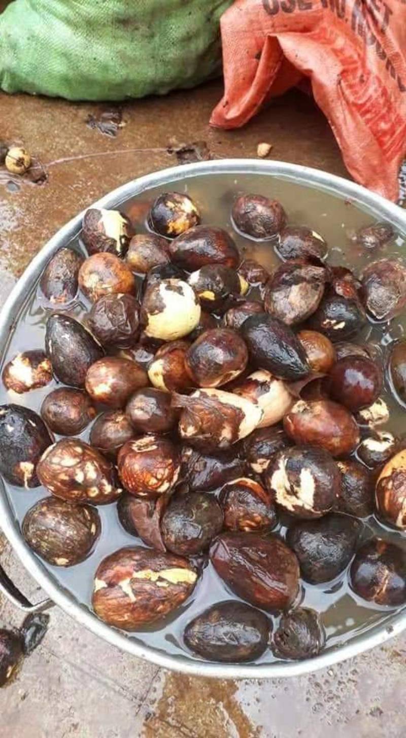 牛油果种子