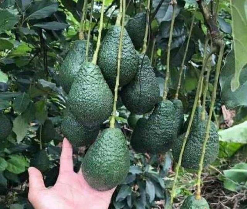 牛油果种子