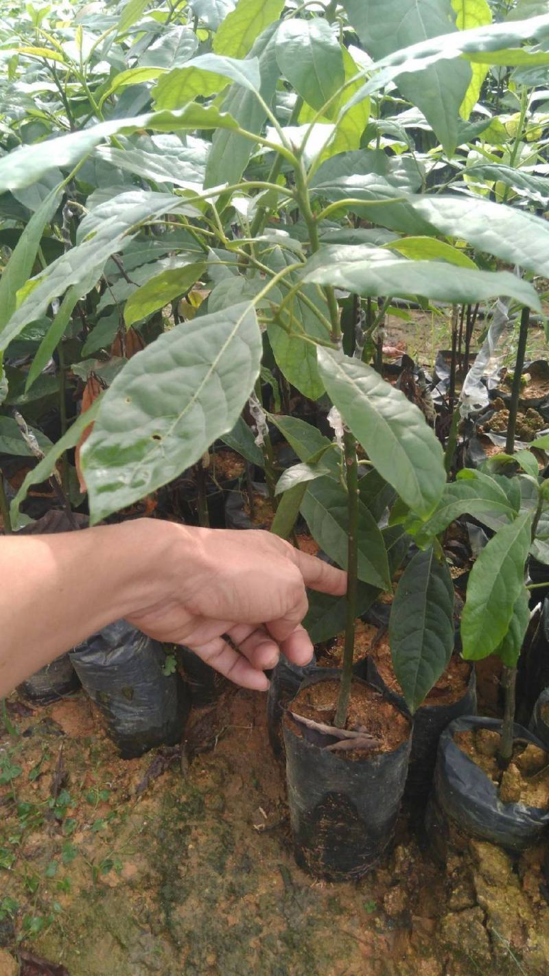 牛油果种子