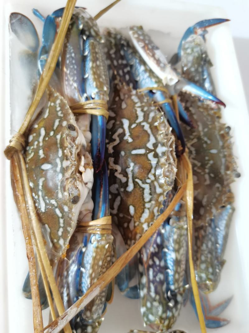 活冻蓝花蟹，肉质肥美，鲜甜，批发零售，适合各大酒店自助餐