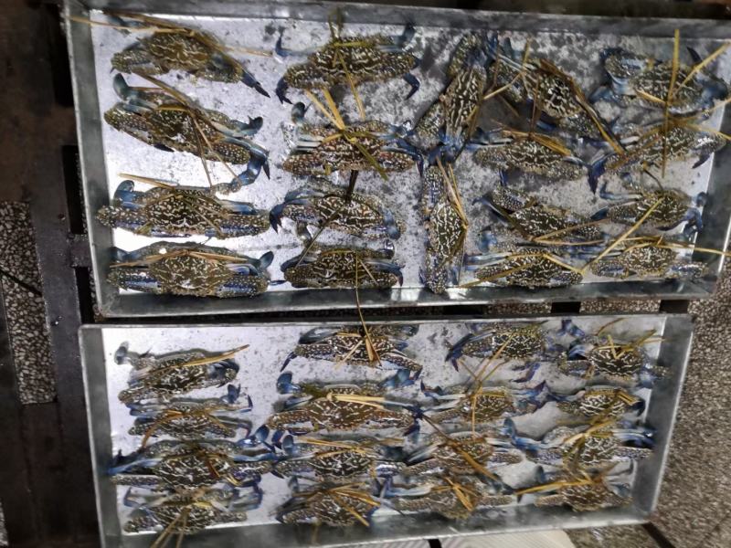 活冻蓝花蟹，肉质肥美，鲜甜，批发零售，适合各大酒店自助餐