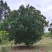 精品杨梅树低价销售