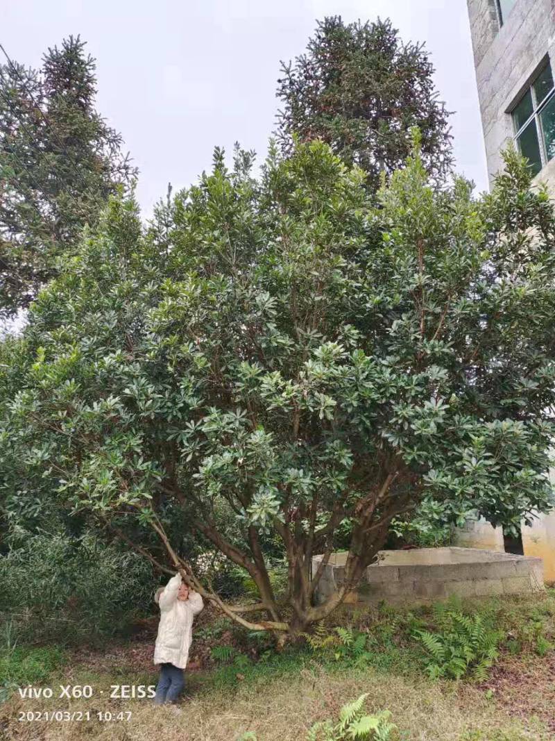 精品杨梅树低价销售