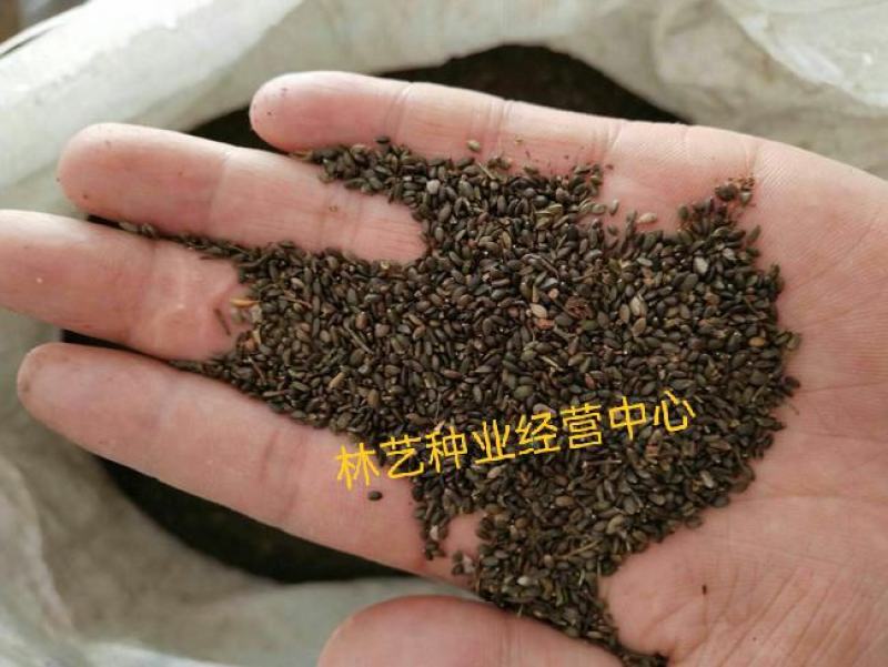 中药材种子丹参种子赤参紫丹参红根药用种子中草药种子