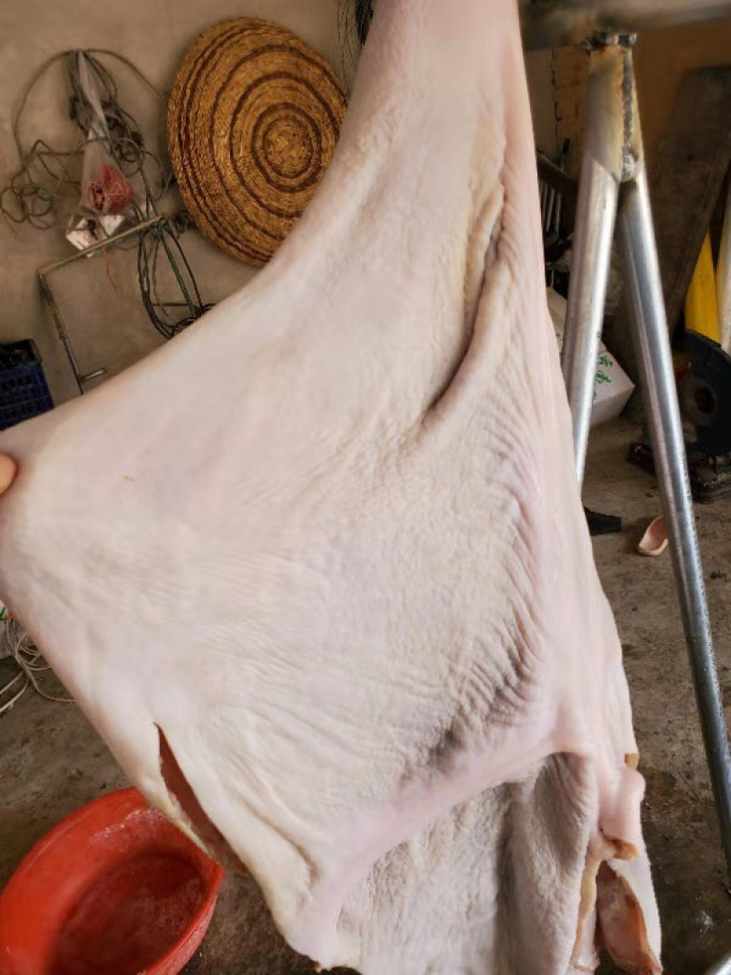 伊航食品，半成品牛肚（一手货源，）