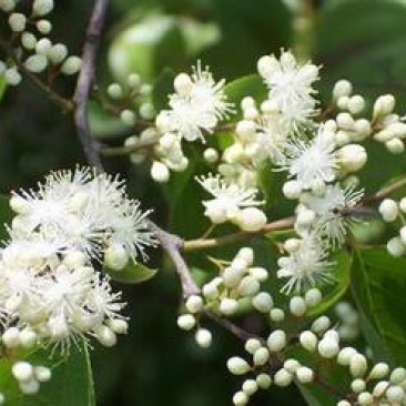 白檀种子檀香树种子园林绿化树苗种子白檀树种子