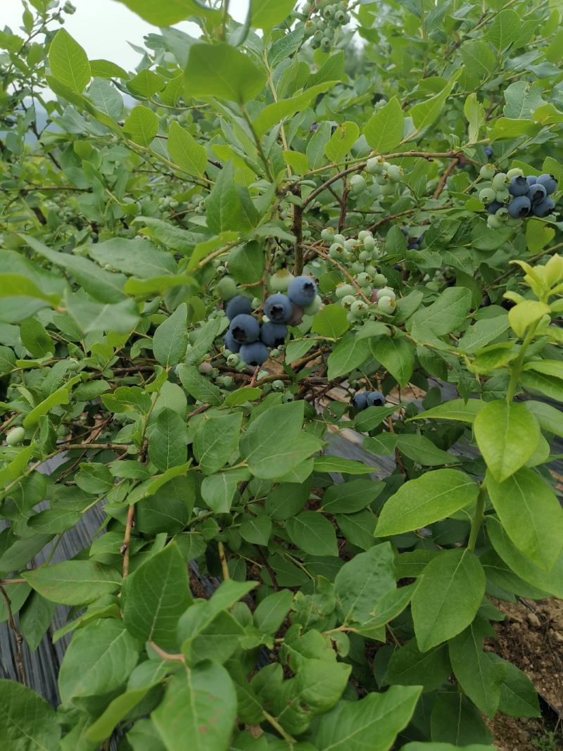 【荐】吉林集安向阳北陆蓝莓，地理位置独特，种植的蓝莓特别甜