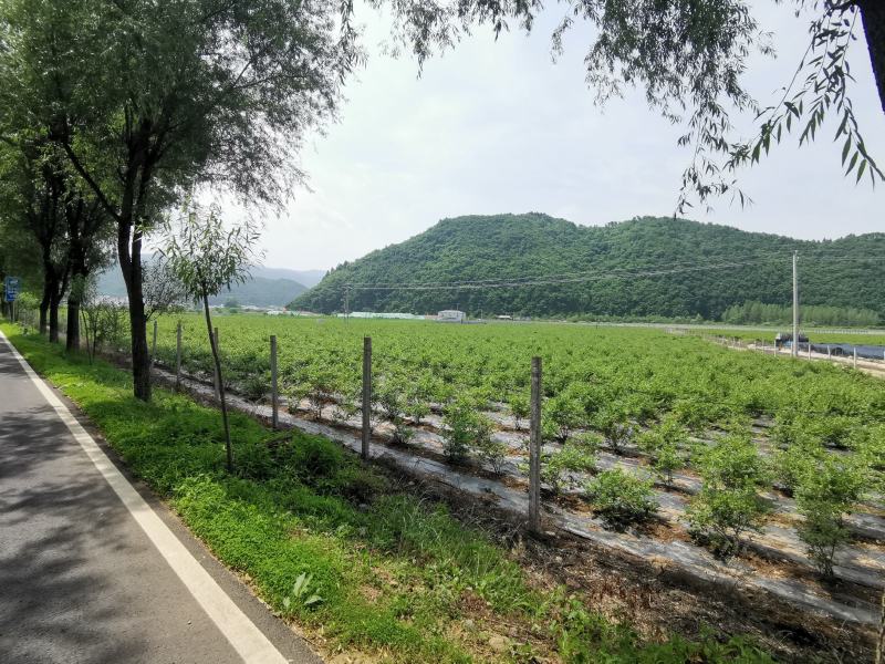 【荐】吉林集安向阳北陆蓝莓，地理位置独特，种植的蓝莓特别甜