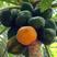 木瓜种子水果红肉木瓜种子早熟台湾红妃牛奶大青木瓜种子