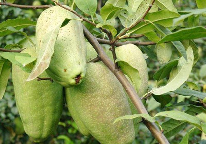 木瓜种子水果红肉木瓜种子早熟台湾红妃牛奶大青木瓜种子