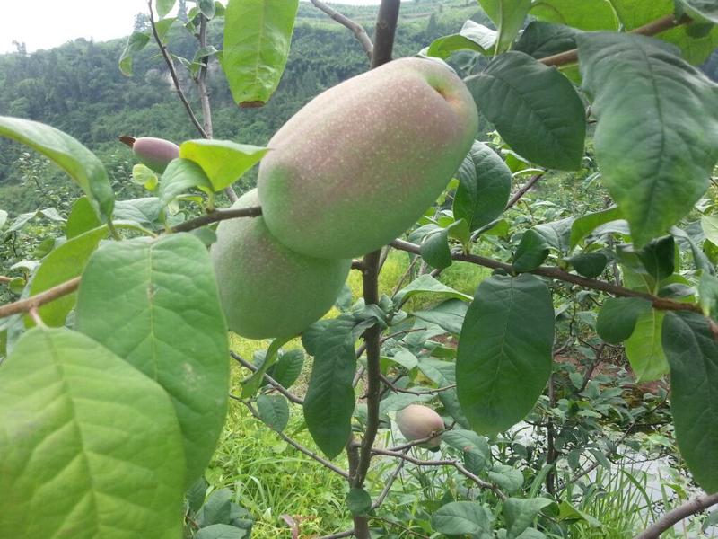 木瓜种子水果红肉木瓜种子早熟台湾红妃牛奶大青木瓜种子
