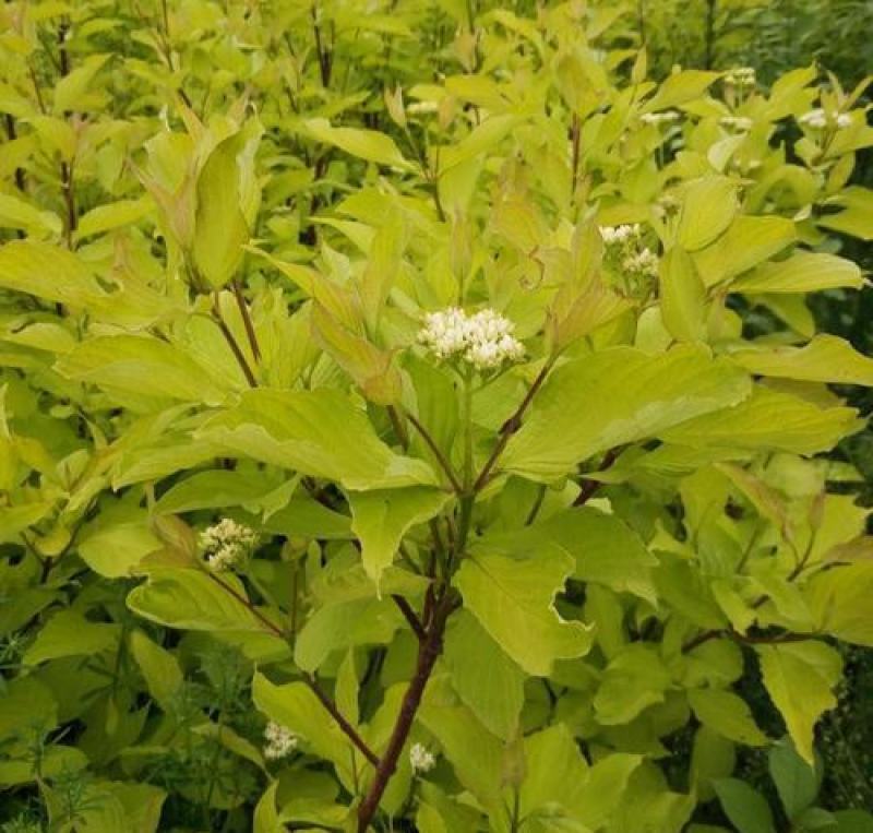 红瑞木种子落叶灌木凉子木红瑞山茱萸秋叶鲜红小果洁白庭院