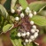 红瑞木种子落叶灌木凉子木红瑞山茱萸秋叶鲜红小果洁白庭院