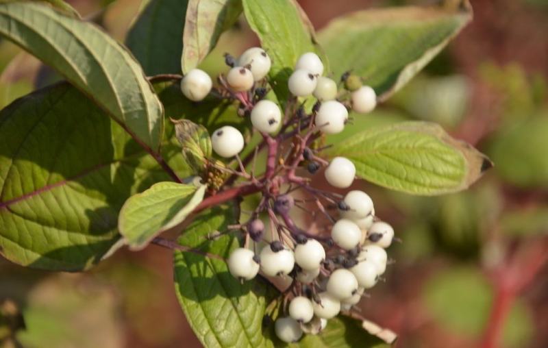 红瑞木种子落叶灌木凉子木红瑞山茱萸秋叶鲜红小果洁白庭院