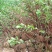 红瑞木种子落叶灌木凉子木红瑞山茱萸秋叶鲜红小果洁白庭院