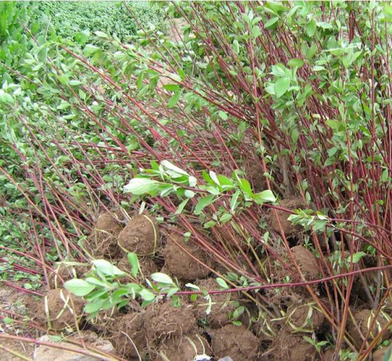 红瑞木种子落叶灌木凉子木红瑞山茱萸秋叶鲜红小果洁白庭院