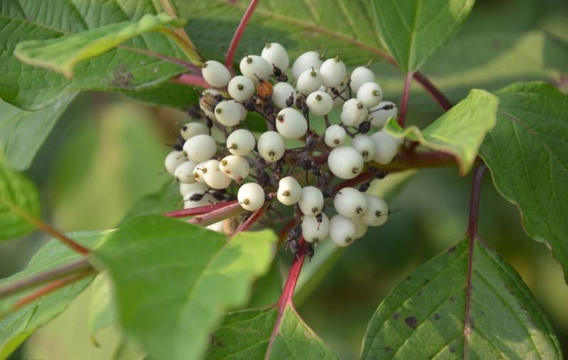 红瑞木种子落叶灌木凉子木红瑞山茱萸秋叶鲜红小果洁白庭院
