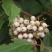 红瑞木种子落叶灌木凉子木红瑞山茱萸秋叶鲜红小果洁白庭院
