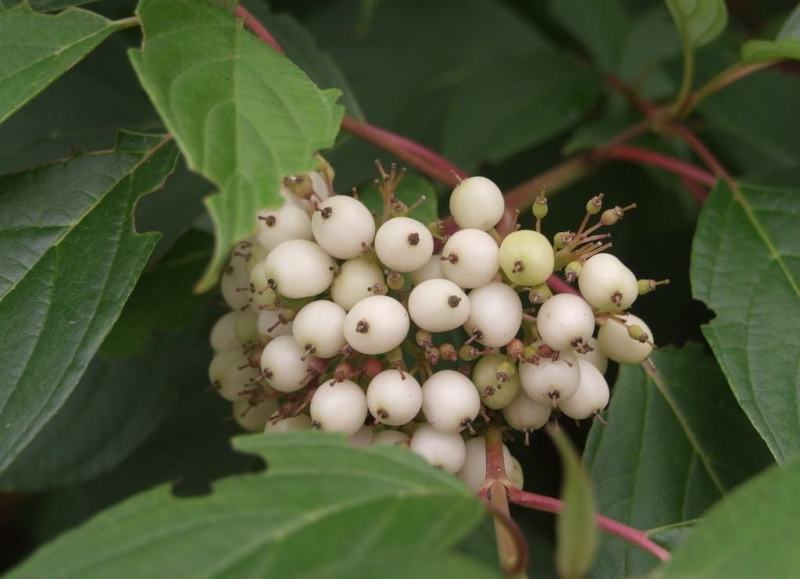 红瑞木种子落叶灌木凉子木红瑞山茱萸秋叶鲜红小果洁白庭院