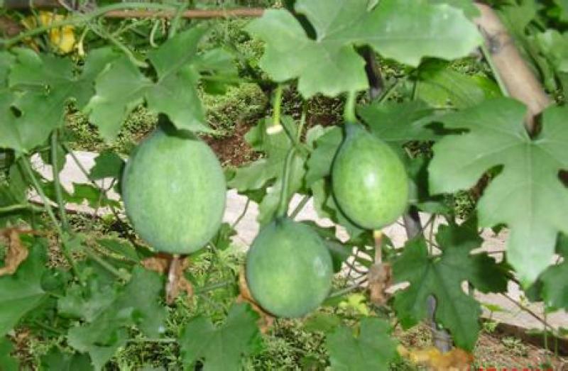 瓜蒌种子瓜楼种籽吊瓜籽种药食两用爬藤种植瓜籽天花粉栝楼