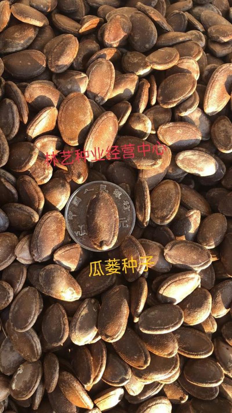 瓜蒌种子瓜楼种籽吊瓜籽种药食两用爬藤种植瓜籽天花粉栝楼
