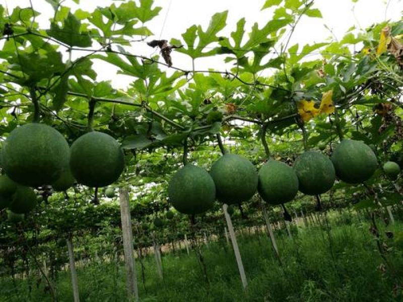 瓜蒌种子瓜楼种籽吊瓜籽种药食两用爬藤种植瓜籽天花粉栝楼
