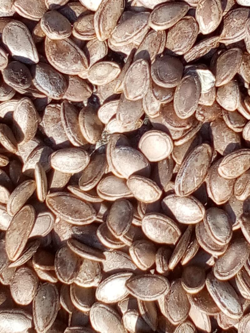 瓜蒌种子瓜楼种籽吊瓜籽种药食两用爬藤种植瓜籽天花粉栝楼