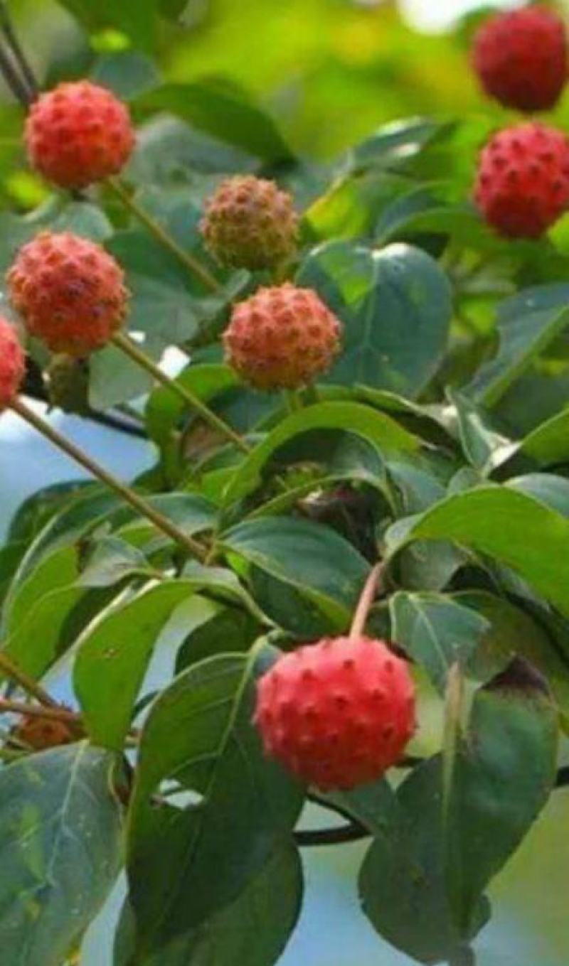 供应花木种子四照花种子花卉种子林木种子园林种子