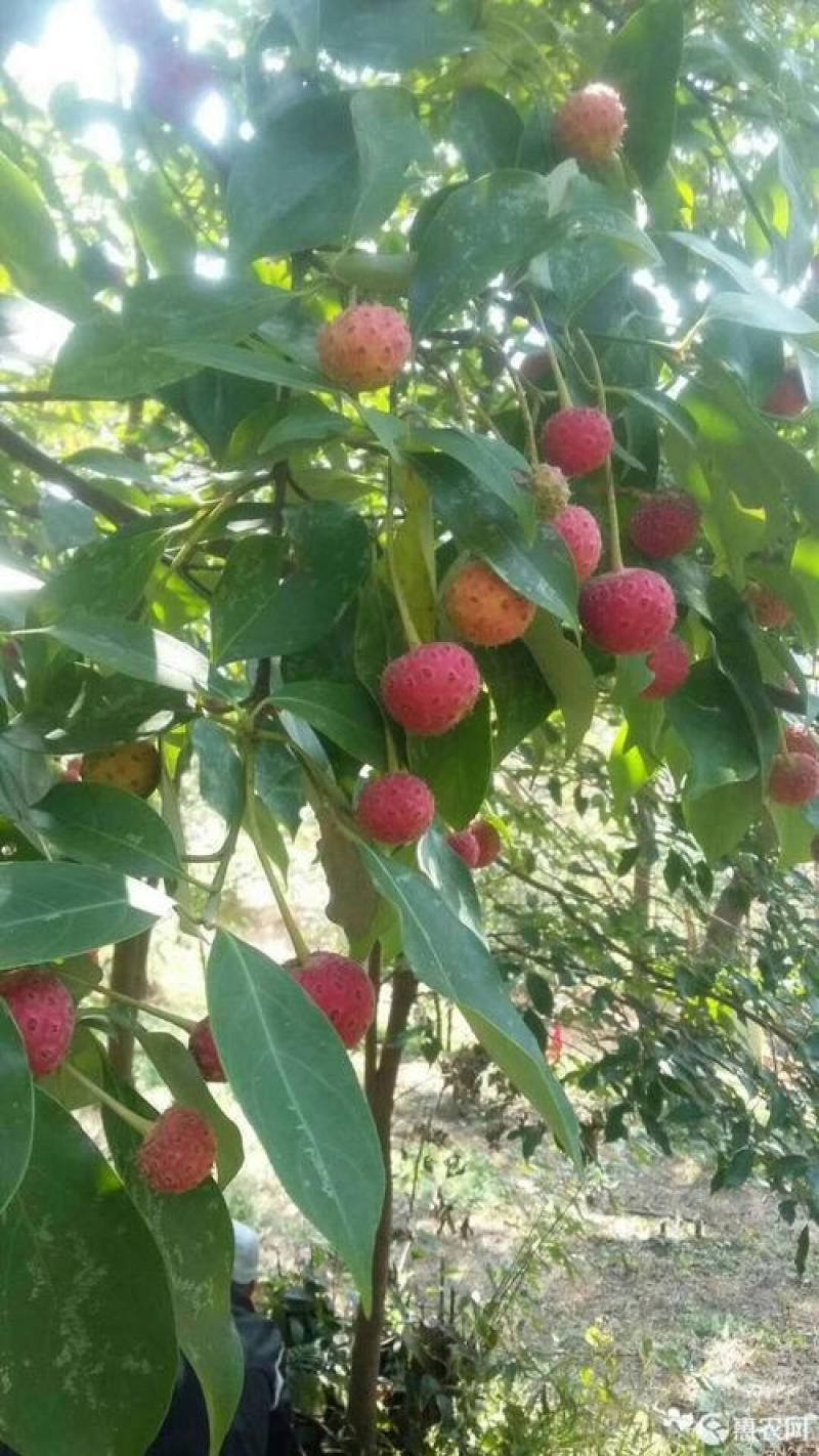 供应花木种子四照花种子花卉种子林木种子园林种子