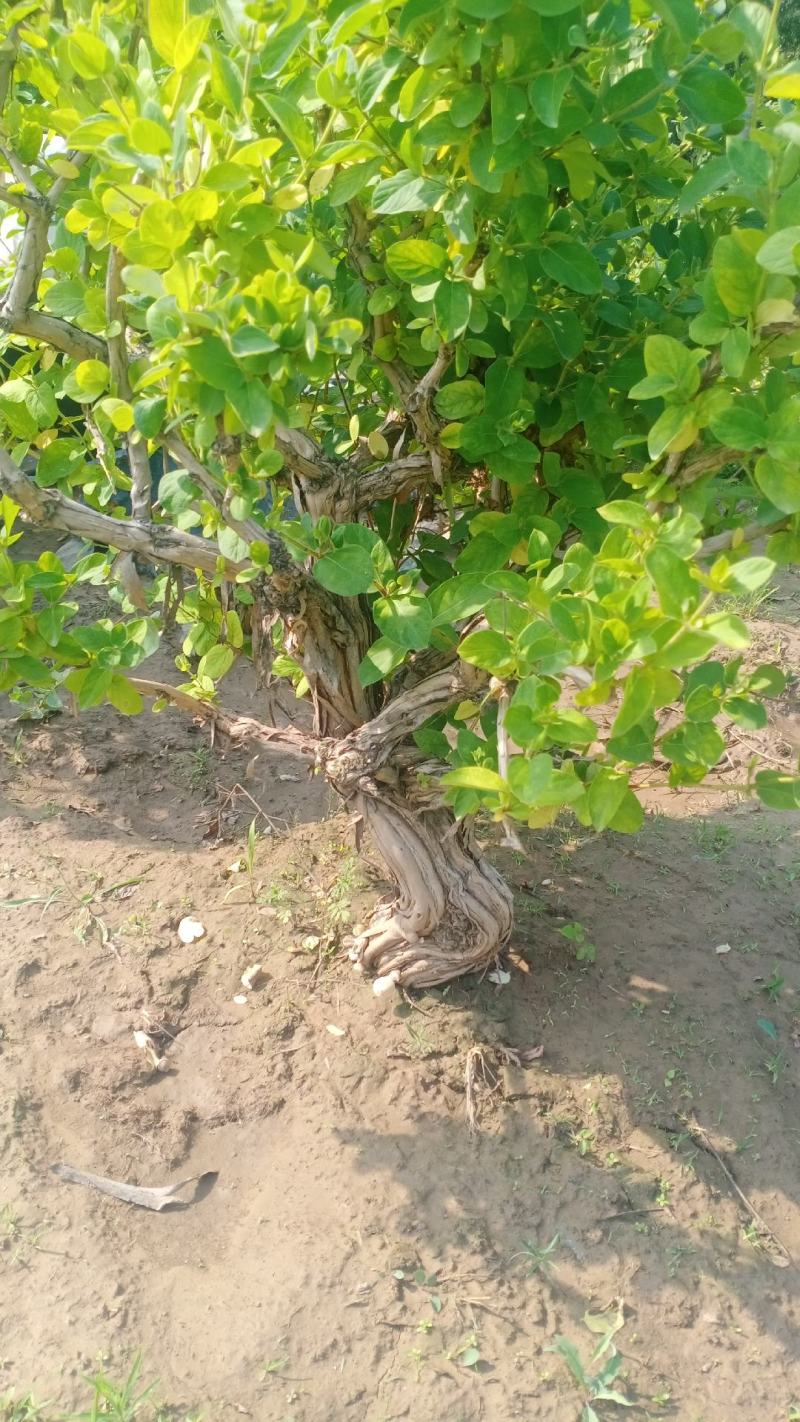 金银花盆景老桩产地直销