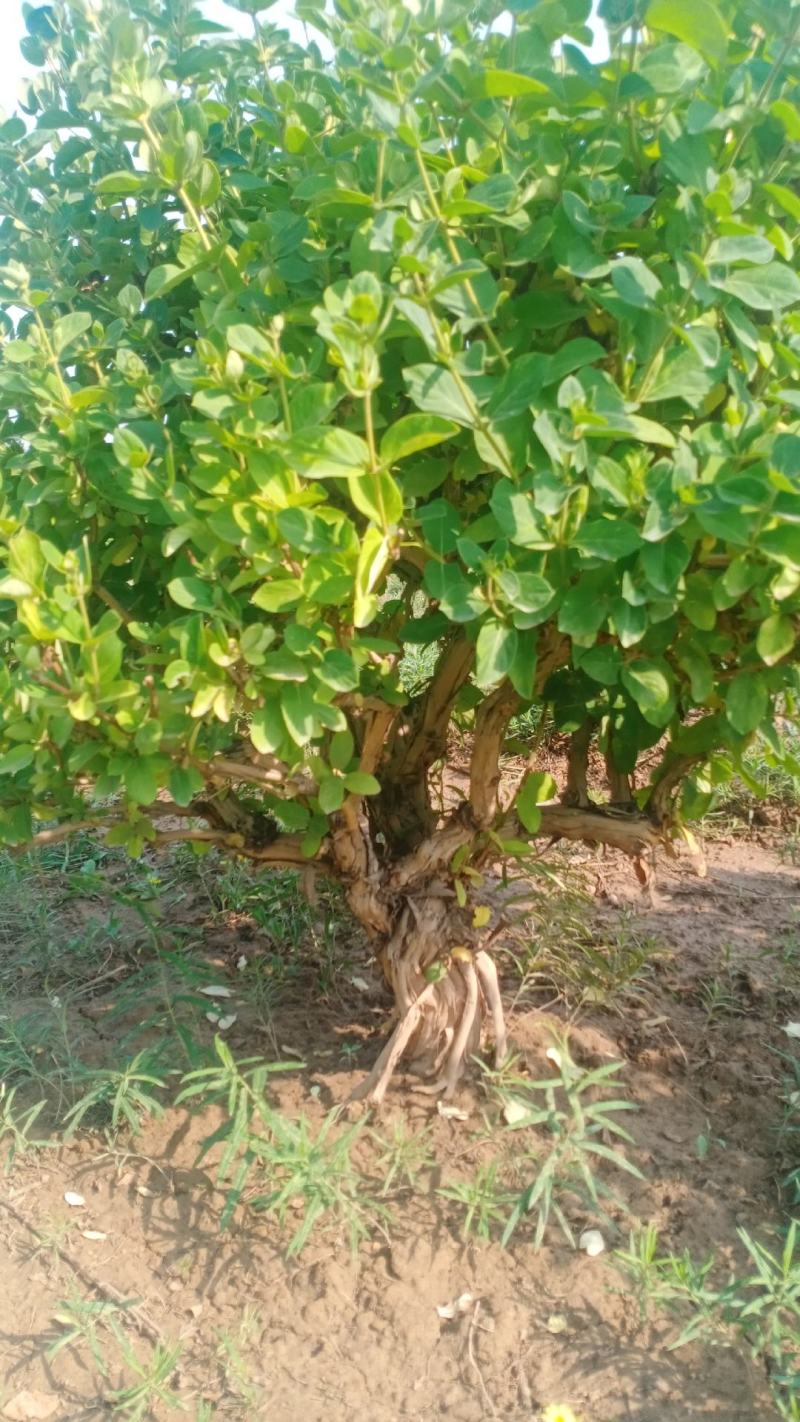 金银花盆景老桩产地直销