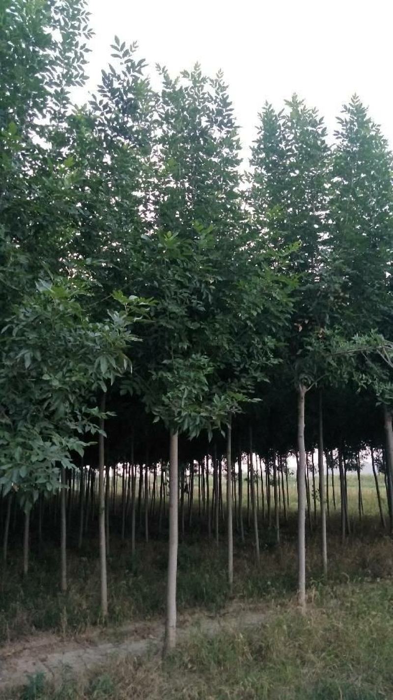 【精品推荐】白蜡树一级速生白蜡钢管直6-10公分