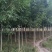【精品推荐】白蜡树一级速生白蜡钢管直6-10公分