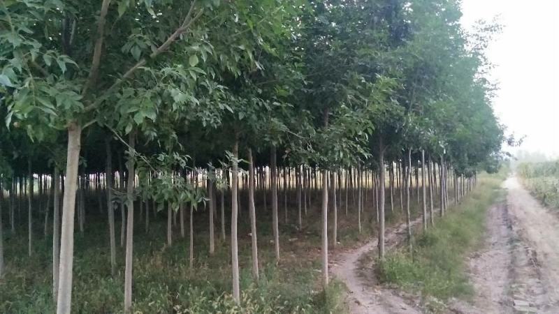 【精品推荐】白蜡树一级速生白蜡钢管直6-10公分