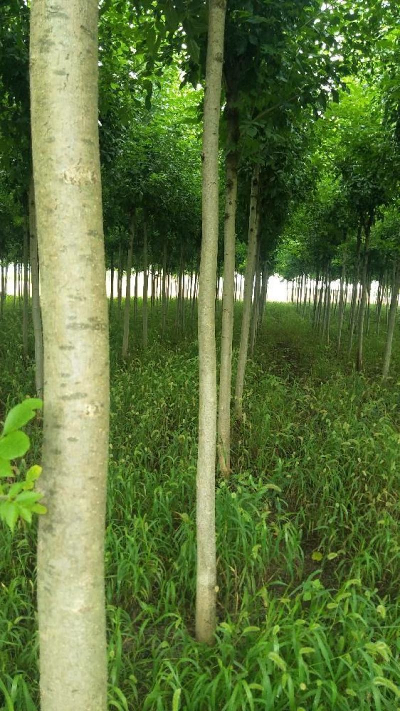 【精品推荐】白蜡树一级速生白蜡钢管直6-10公分