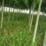 【精品推荐】白蜡树一级速生白蜡钢管直6-10公分