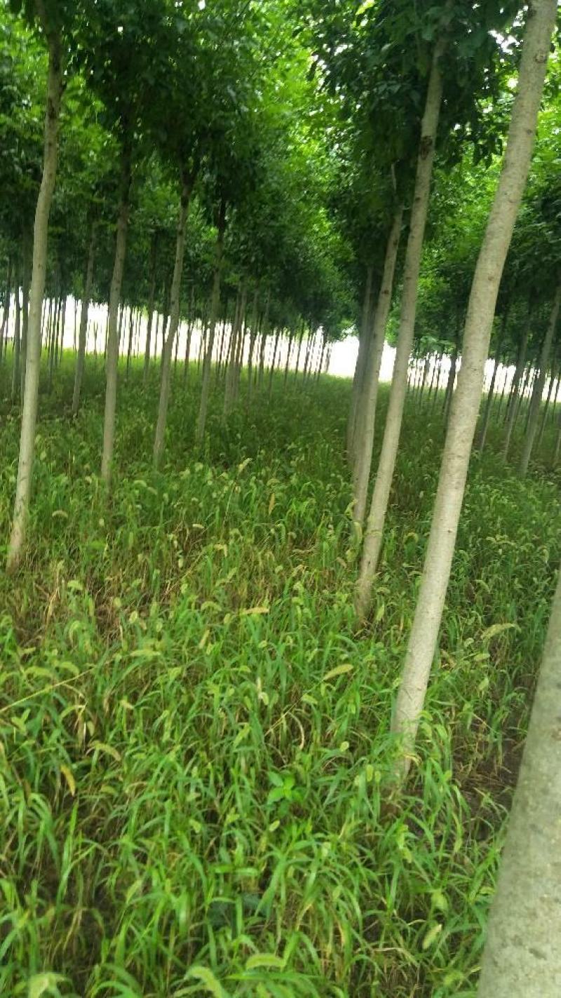 【精品推荐】白蜡树一级速生白蜡钢管直6-10公分
