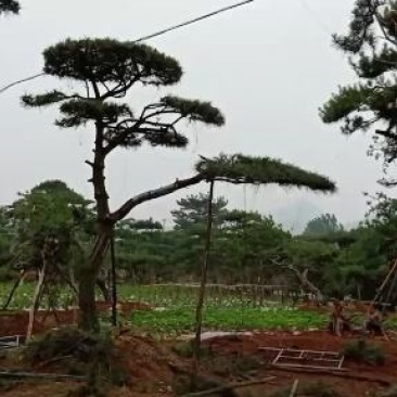 山东造型松，造型松，莱芜精品造型松，莱芜造型黑松，欢迎来电