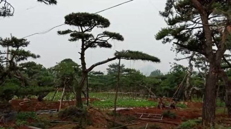 山东造型松，造型松，莱芜精品造型松，莱芜造型黑松，欢迎来电