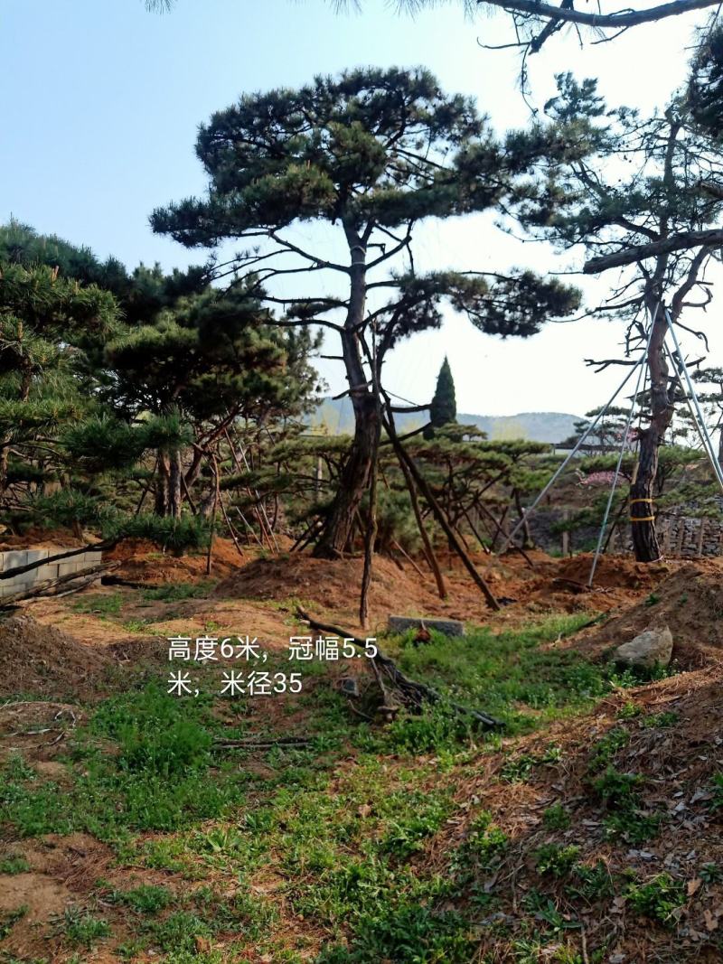 山东造型松，造型松，莱芜精品造型松，莱芜造型黑松，欢迎来电
